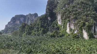 /international/th/4034-ไสไทย-กระบี่-81000-ประเทศไทย-กระบี่-krabi-340108290583/