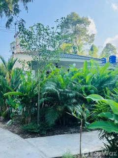/international/th/vanamee-camping-resort-ko-pha-ngan-surat-thani-84280-thailand-ko-pha-ngan-changwat-surat-thani-340107045091/