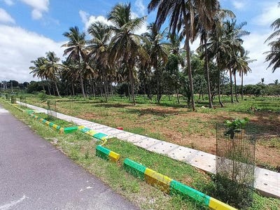 /international/in/huyilalu-mysore-karnataka-250106246604/