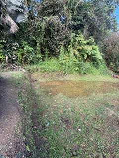 /international/pr/c-el-carla-cedros-cedro-abajo-naranjito-naranjito-110106704245/