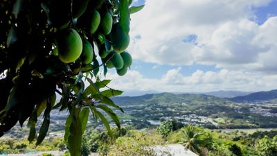 /international/pr/00-bo-jaguas-lomas-sector-los-sanchez-jaguas-gurabo-gurabo-110105800724/