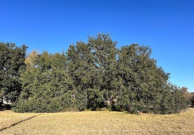 /international/us/lot-3-county-road-137-caldwell-tx-110104075395/