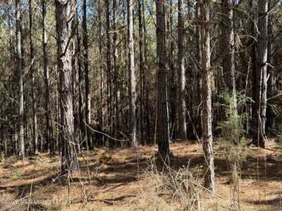 /international/us/county-road-4103-sallis-ms-110107173067/