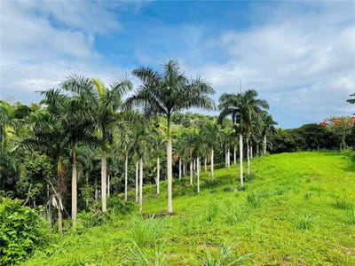 /international/us/bo-piedras-blancas-carretera-416-km-3-0-aguada-pr-110101253452/?lang=zh-cn