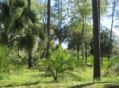 /international/us/222-vireo-avenue-sebring-fl-110101306780/?lang=zh-cn