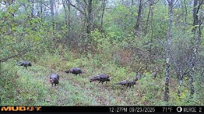 /international/us/nelson-rd-lucasville-ohio-oh-110107637702/