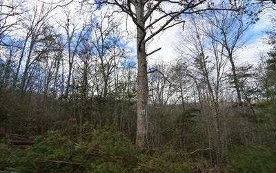 /international/us/laurel-lot-48-blairsville-ga-110108475256/