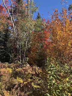 /international/us/tbd41-iron-belle-trail-covington-mi-110110355773/