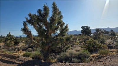 /international/us/29952-driftwood-drive-meadview-az-110107801937/