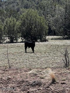 /international/us/juniper-mtn-ranches-unit-1-lot-15-seligman-az-110109243456/
