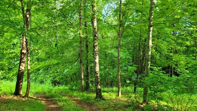 /international/us/map34-lot4-orchard-drive-wilton-me-110101179653/?lang=zh-tw