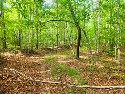 /international/us/02-little-white-oak-rd-duff-tn-110108850665/