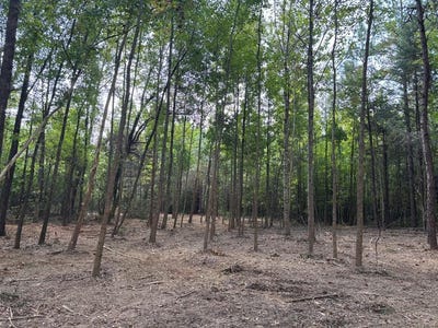 /international/us/hwy-346-thaxton-ms-110102495311/