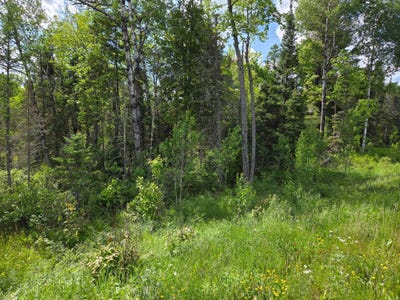 /international/us/40-ac-hwy-45-watersmeet-mi-110100350386/