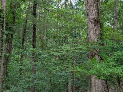 /international/us/bousman-cir-hardy-va-110099734435/
