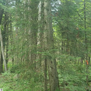 /international/us/us-131-sw-kalkaska-mi-110101054318/