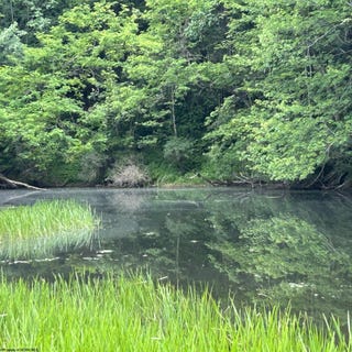 /international/us/1328-moyers-road-bruceton-mills-wv-110108693624/