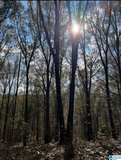 /international/us/county-road-42-lot-731cres-oneonta-al-110107798024/