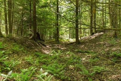 /international/us/tbd-arbor-lane-duxbury-vt-110101150865/?lang=zh-cn