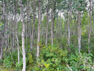 /international/us/county-road-t-lot-1-minong-wi-110102265347/