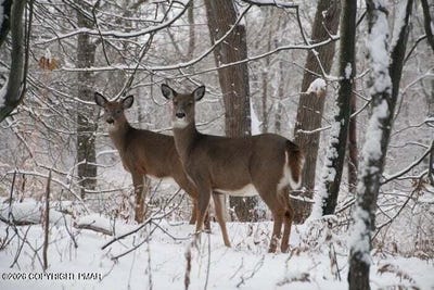 /international/us/1065-stag-run-1614-pocono-lake-pa-110105725897/