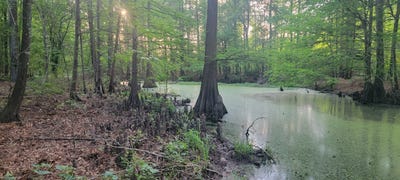/international/us/county-road-430-carthage-tx-110107398229/