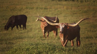 /international/us/12301-n-holland-street-eustace-tx-110102712973/