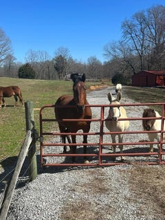 /international/us/1486-cedar-grove-rd-big-sandy-tn-110106242754/