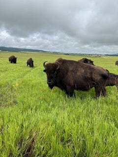 /international/us/tbd-pendo-road-spearfish-sd-110106957968/