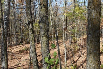 /international/us/tbd-woods-road-isle-mn-110102778827/