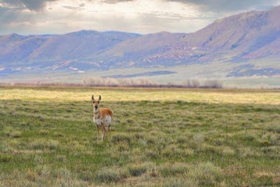 /international/us/lot-198-wild-horse-ranch-laramie-wy-110090782951/