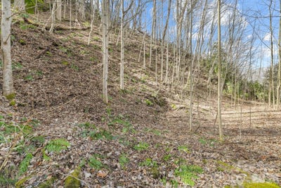/international/us/lady-bug-lane-w-maggie-valley-nc-110106925897/