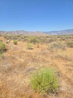 /international/us/426-390-08-flycatcher-weldon-ca-110099986556/?lang=zh-tw