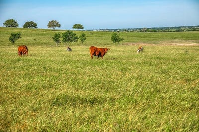 /international/us/5005-fuchs-road-burton-tx-110107399466/