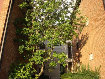 /international/us/4901-chalet-drive-cincinnati-oh-110109081122/