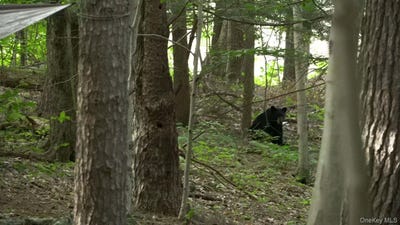 /international/us/19-stoutenburgh-drive-hyde-park-ny-110109215208/