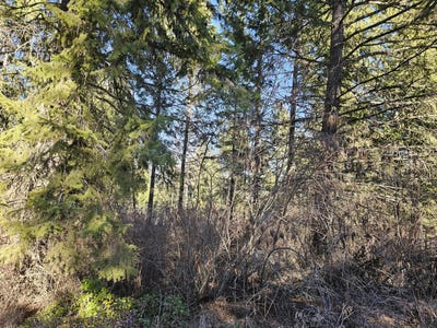 /international/us/3378-h-hill-loop-rd-kettle-falls-wa-110096692472/