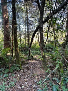/international/us/0000-spring-or-pike-st-crescent-city-ca-110097142376/