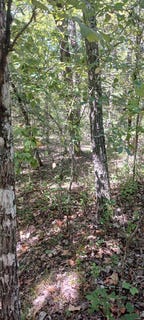 /international/us/meadow-lane-lot-23-theodosia-mo-110102416589/