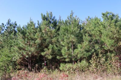 /international/us/15-farmville-road-lot-4-meherrin-va-110102984729/