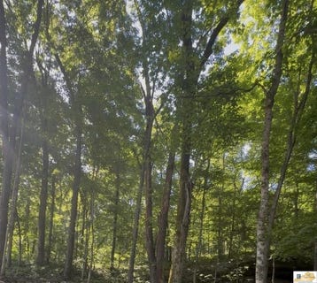 /international/us/wilderness-drive-lot-140-141-mammoth-cave-ky-110108237068/
