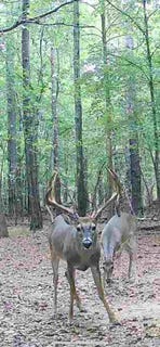 /international/us/0-co-rd-11-orrville-al-110106328877/