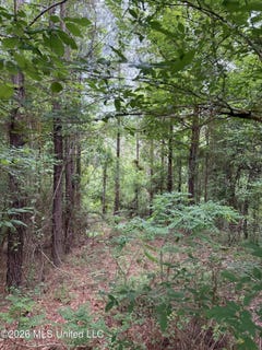 /international/us/hall-road-natchez-ms-110107870357/