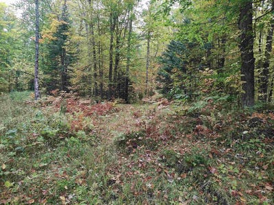 /international/us/s-laird-road-pelkie-mi-110102802677/