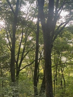 /international/us/071-long-mountain-road-mcminnville-tn-110108199879/