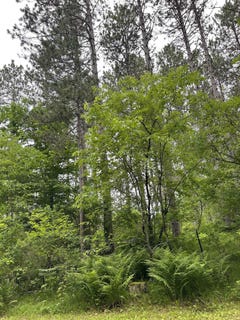 /international/us/burnt-pine-road-lakewood-wi-110101457760/?lang=pt