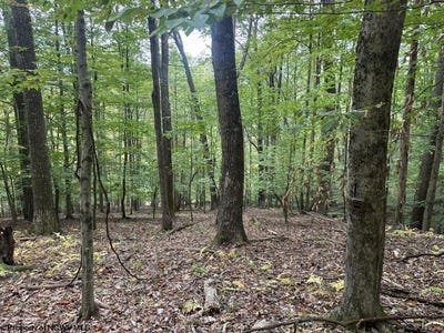 /international/us/racoon-run-elkins-wv-110102797487/
