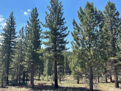 /international/us/raymond-view-lot-2-markleeville-ca-110067507464/