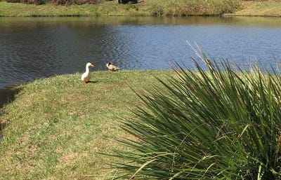 /international/us/eagles-view-lot-6-block-b-headland-al-110104553592/