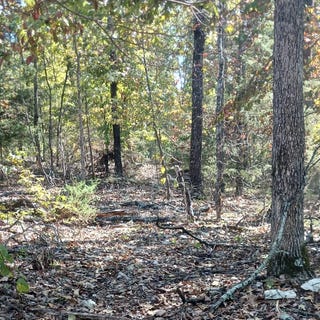/international/us/forest-st-lot-23-24-theodosia-mo-110102533266/